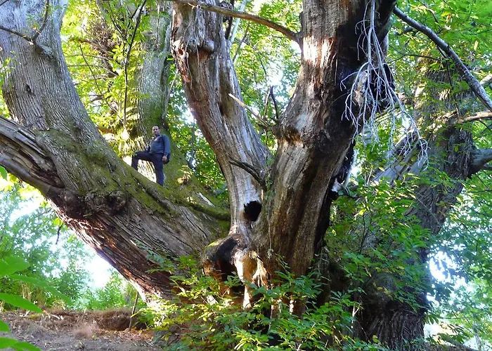 El Camino Apartament *